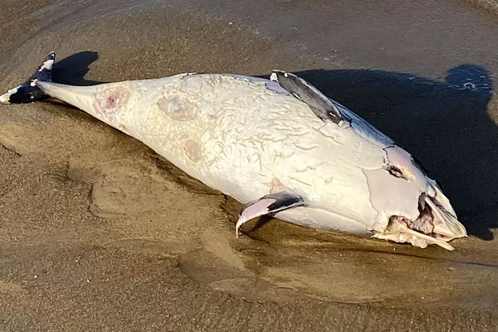 6 dolphins, porpoises strand themselves in 4 days at the Jersey Shore