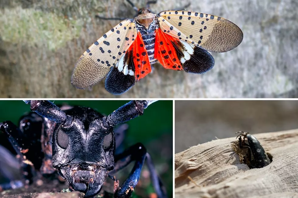 Alright, NJ: Squash These 5 Bugs Immediately On Sight