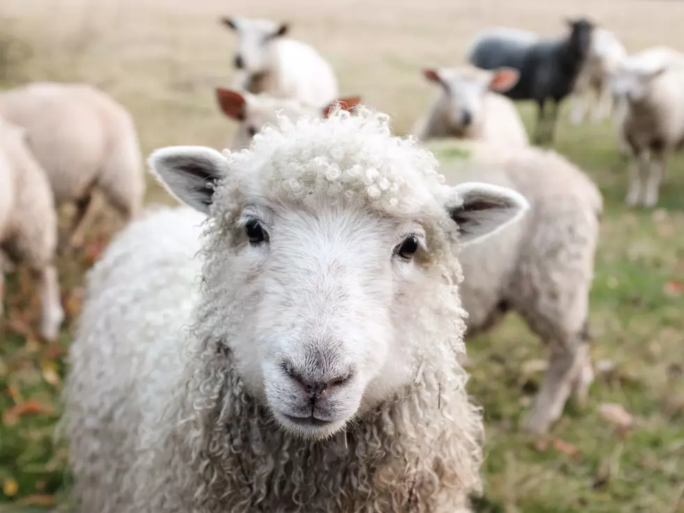 You’re Invited To Funny Farm Rescue’s Spring Festival In Mays Landing, NJ
