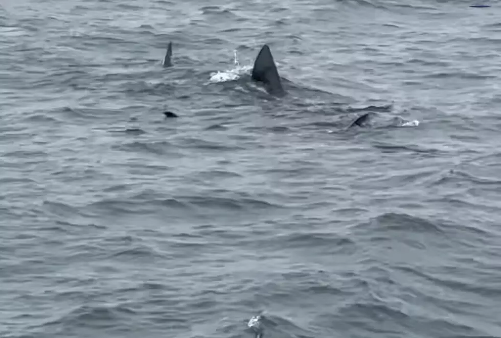 New Video Shows 2 More Sharks Off The Jersey Coast