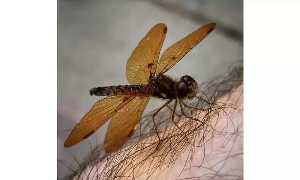 Mosquitoes Beware: Spraying Tonight in Parts of Atlantic County