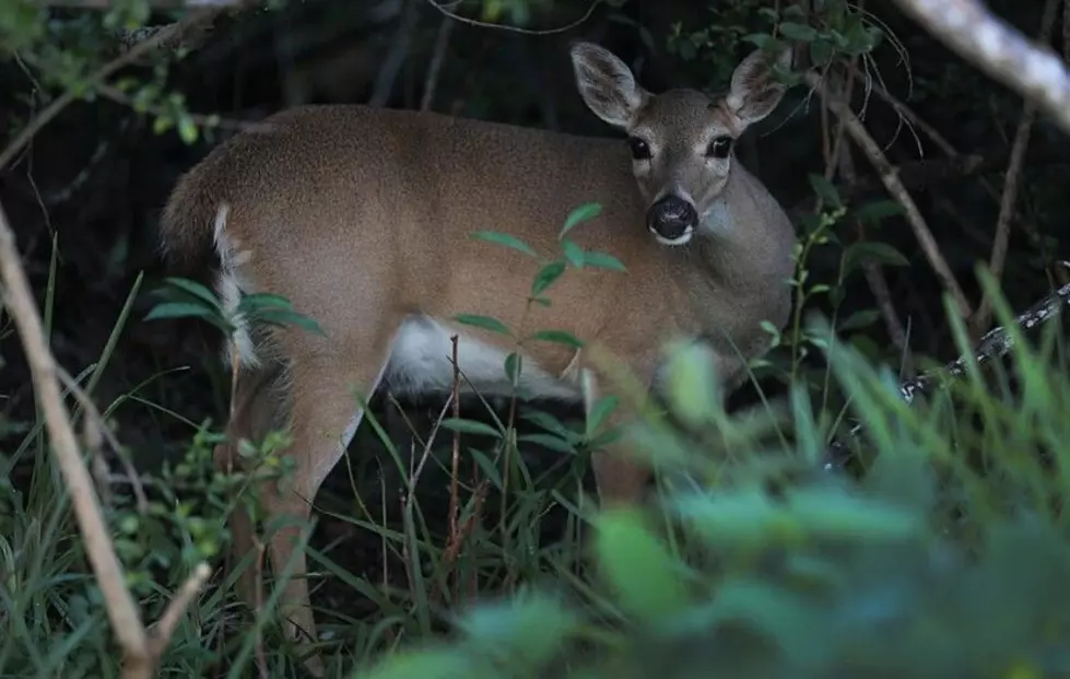 Forsythe Refuge Hiking Trails Close for Annual Deer Hunt