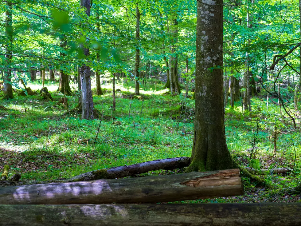 Human Skull Found in Middle Twp Woods: Here’s What Happens Next
