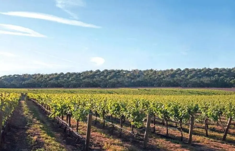 Sip, Sell, Repeat: Well Known Cape May Winery Seeks New Owner