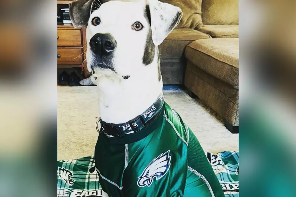 New Atlantic City, NJ Bar Wants Your Dog’s Photo as a Permanent Fixture