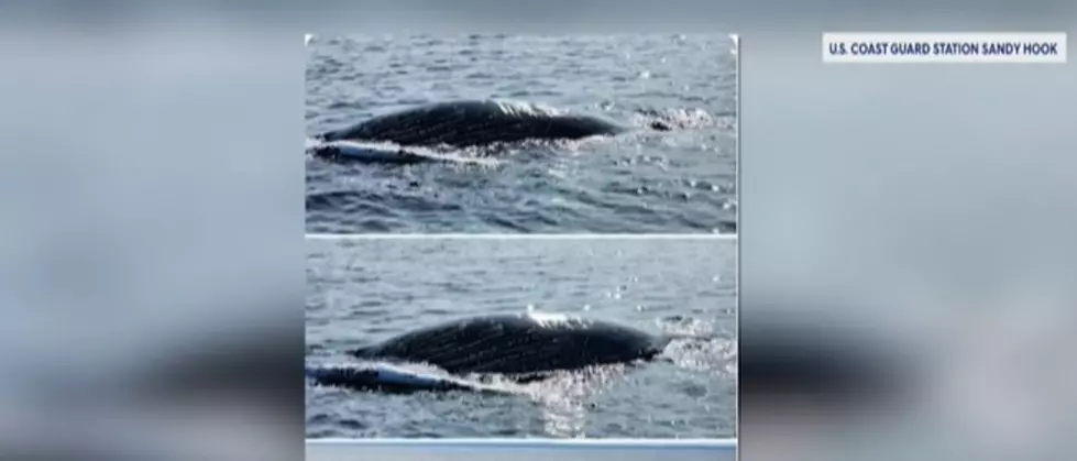 Another Dead Humpback Whale Discovered Off New Jersey Coast